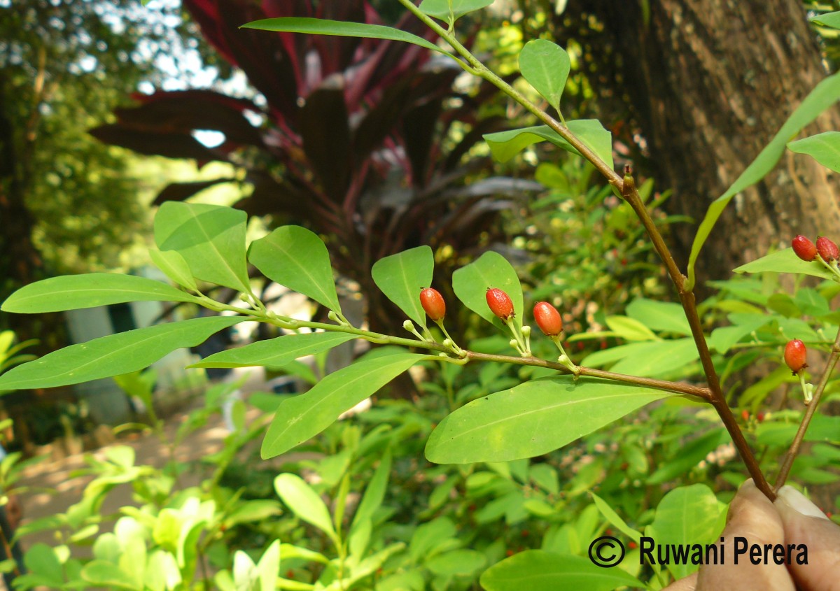 Erythroxylum novogranatense (D.Morris) Hieron.